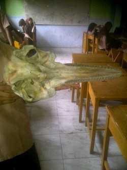 Misteri Kerangka di Langsa Terjawab, Ternyata Bukan Kepala Burung Raksasa