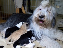 Lucunya! Anjing Pelihara Bayi Singa di Kebun Binatang Polandia