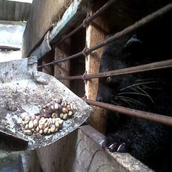 Ditiru Malaysia, Kopi Luwak Harus Dipatenkan RI!