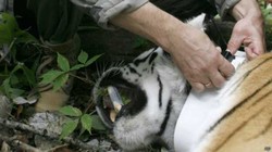 Harimau yang Dibebaskan Putin Menyeberang ke China