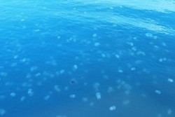 Wow, Pantai di Tegal Penuh Ubur-Ubur!