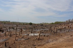 Duh! Sedihnya Melihat Hutan Rusak di Pulau Moyo