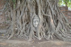 Unik, Ada Kepala Buddha Dalam Pohon di Ayutthaya