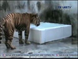 Unik, Harimau Ini Suka Makan Ayam Goreng dan Nasi Putih