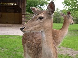Restoran Kebun Binatang di Swiss Sajikan Hidangan dari Satwa Peliharaannya