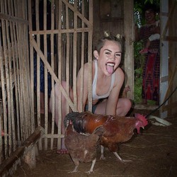 Weeek! Miley Cyrus pun Melet di Kandang Ayam
