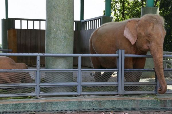 Langka! Ada Gajah Putih di Myanmar