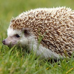 Kisah Landak yang Susupi Laga Sepakbola dan Lukai Tangan Hakim Garis