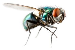 Terungkap! Lalat Berguna untuk Sembuhkan Penyakit di Masa Depan