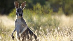Kanguru Dulu Berjalan dengan Dua Kaki
