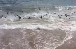 Ngeri! Ratusan Hiu Berenang ke Tepi Pantai AS Ini