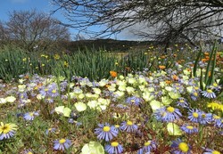 Wah! Gurun Pasir di Afrika Selatan Berubah Jadi Ladang Bunga