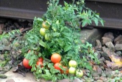 Biji Tomat dalam Feses Manusia Tumbuh Subur di Rel Ini