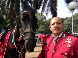 Perkenalkan Ini Kompol Daen, Kuda yang Kawal Pawai Jokowi dari HI ke Istana