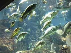 Di Akuarium Osaka, Ikan pun Bisa Narsis!