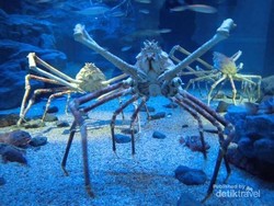 Monster Kepiting Sungguhan Ada di Jepang