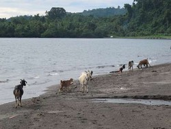 Mbeek! Pantai di Jailolo Ini Penghuninya Kambing
