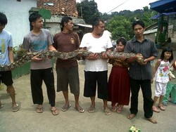 Hii, Ular Sanca 3,5 Meter Ditemukan di Bawah Pos Ronda