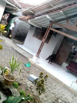 Babi Hutan Ngamuk di Permukiman Padat, Dua Warga Digigit