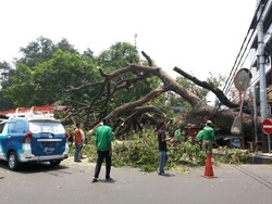 Pohon Tua di Dekat Masjid Sunda Kelapa Tumbang, 3 Mobil dan 6 Gerobak Tertimpa