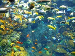 Ketika Great Barrier Reef Australia Pindah ke Jepang