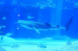 Di Osaka Aquarium, Bisa Lihat Hiu Paus Langsung di Depan Mata