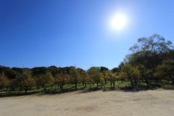 Yang Menawan Dekat Istana Osaka, Plum Garden