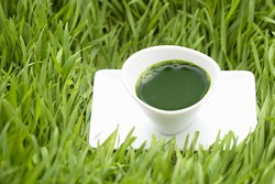 Wheatgrass, Rumput Muda yang Kaya Nutrisi untuk Jus dan Smoothies