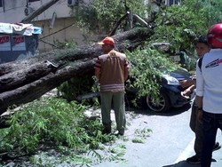 Pohon Tumbang Rusak 5 Mobil dan Lukai 1 Orang di Medan