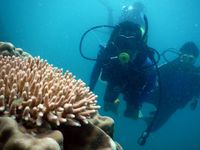Yuk Menyelam di Perairan Pulau Cina Bawean