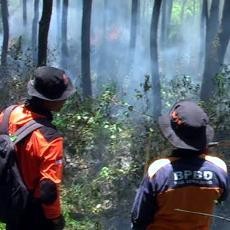 Puluhan Hektar Pohon Pinus di Lereng Semeru Terbakar