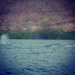Ramai-ramai Menyelamatkan Paus Biru nan Langka yang Terjebak di NTT