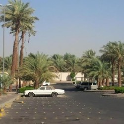 Menyusuri Hamparan Kebun Kurma Nan Rimbun di Madinah