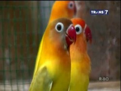 Ternak Love Bird, Ibu Rumah Tangga Hasilkan Jutaan Rupiah