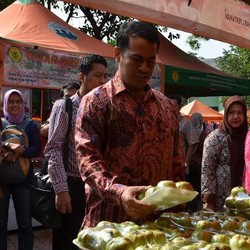 Blusukan di Kementan, Menteri Amran Beli Jambu Kristal Rp 25.000