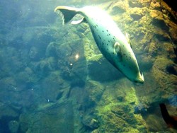 Wah! Singa Laut di Akuarium Osaka Ajak Main Wisatawan