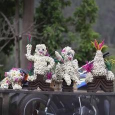 Edelweis Dijual di Bromo, Kepala TNBTS: Itu Tanaman Mirip Edelweis