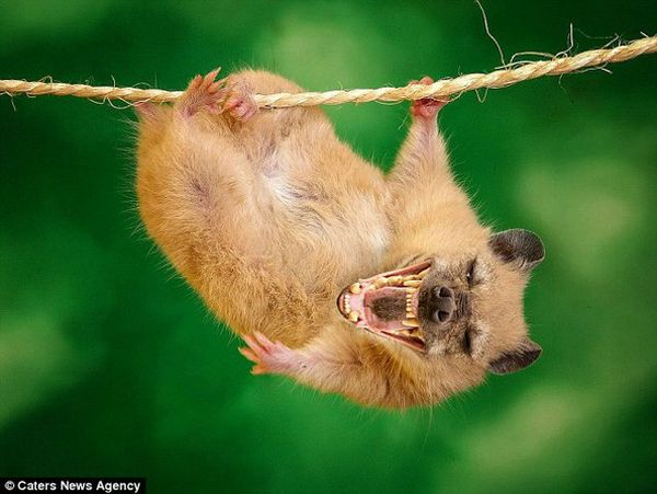 Hii... Binatang Jadi-jadian yang Menyeramkan