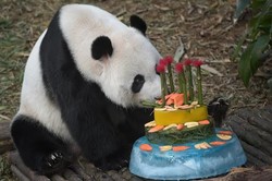 Lucu! Ultah ke-7, Panda di River Safari Singapore Dapat Kue