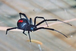 Tak Lagi Takut Laba-laba Setelah Otaknya Dibobol