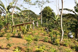 Traveling ke Lampung, Yuk Lari Pagi di Kebun Kopi Gunung Tanggamus