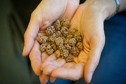 Cokelat Mentah Kini Mulai Populer Sebagai Tren Cokelat Terbaru