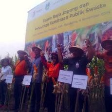 Gunakan Bibit Unggul, Panen Proyek Percontohan Lahan Jagung Naik 14% Per Hektar