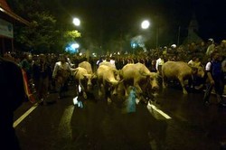 Cerita Soal Kebo Bule yang Dianggap Keramat di Solo dan Akhirnya Mati Ditombak