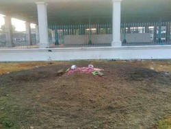 Kisah Nyentrik Kebo Bule Bagong yang Pilih Hidup di Luar Keraton