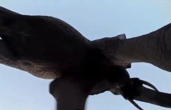 Saat Gajah di Afrika Bermain Kamera GoPro