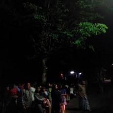 Ini Penjelasan Ahli Tanaman Soal Pohon Menangis di Blitar