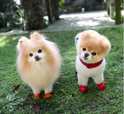 Foto: 10 Anjing Menggemaskan yang Terpopuler di Instagram