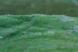 Inikah Salju di Gunung Papandayan?