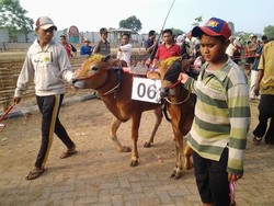 Agus Marto Ajak 23 Delegasi Bank Sentral Nonton Karapan Sapi